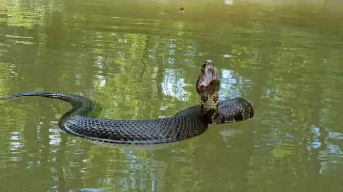 can a snake get into a kayak