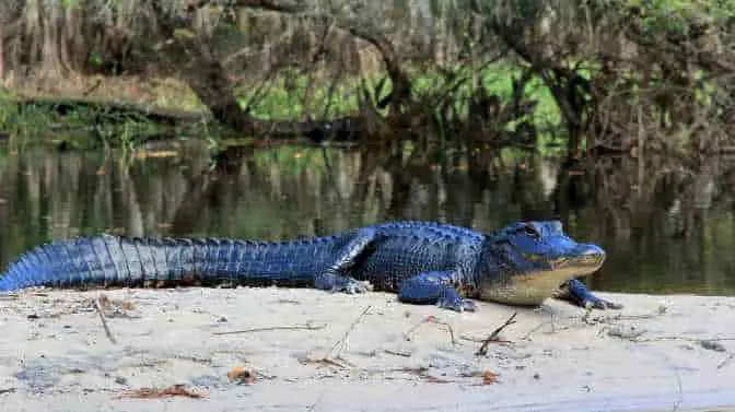 do alligators bother kayakers in Florida