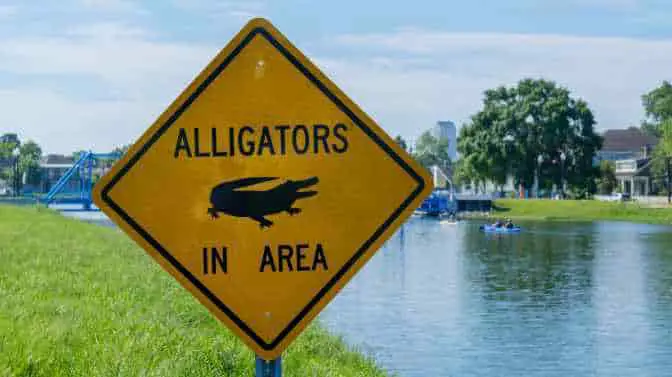 will alligators attack kayaks