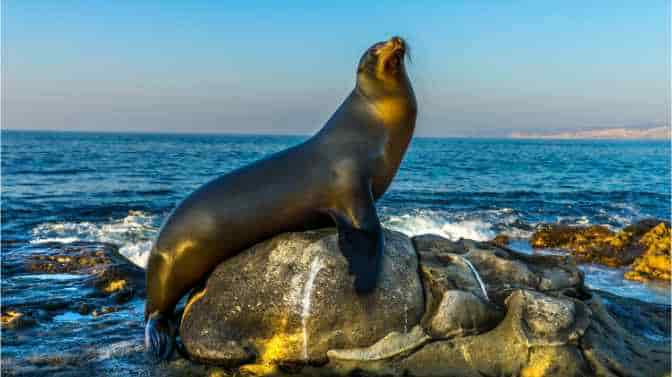 Do Sea Lions Attack Kayaks?