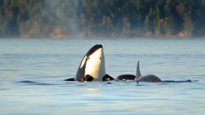 where is the best place to kayak with orcas