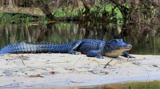 what do alligators sound like