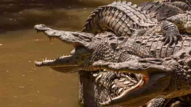 what states have alligators or crocodiles