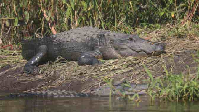 tips for kayaking around alligators