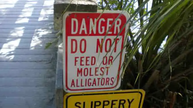 why are alligators protected in Florida