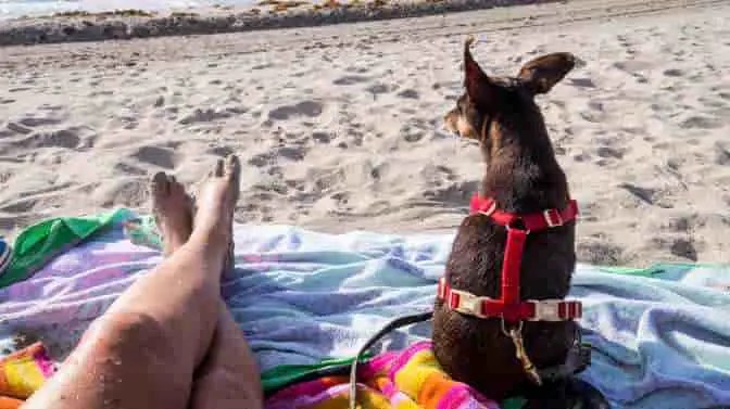 are dogs allowed on public beaches in Florida
