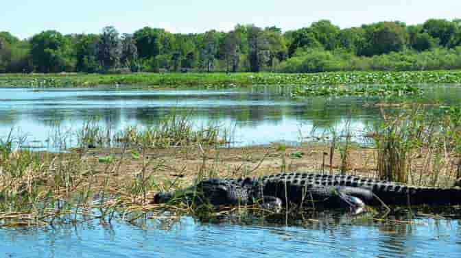 what-colors-are-alligators-attracted-to