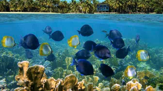 can you take coral from the beach in Florida