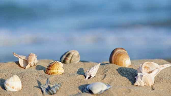 can you take shells from Florida beaches