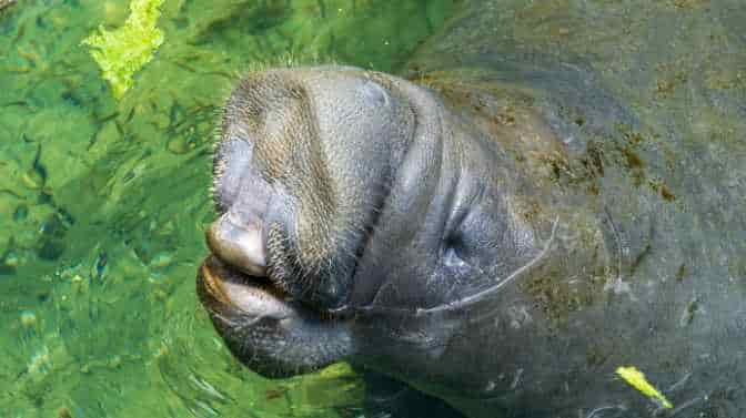 is manatee sanctuary park free