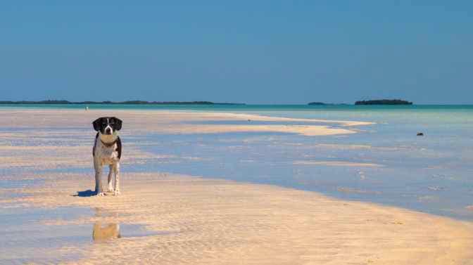 which Florida beaches are dog friendly